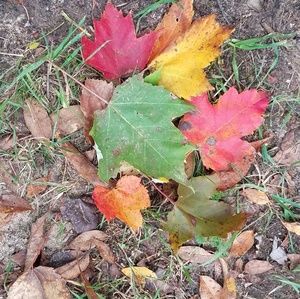 Meet your Posher, Rose